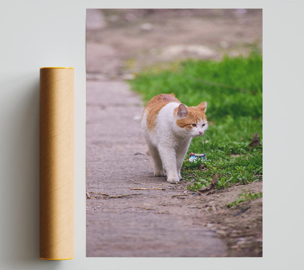 Orange Cat Strolling