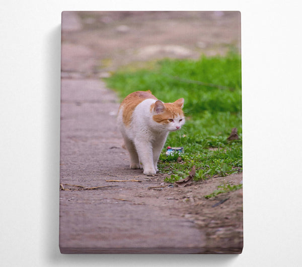 Orange Cat Strolling