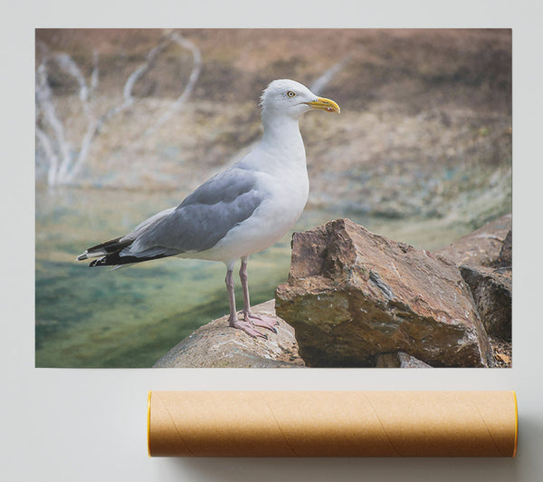 White Seagull On Rock