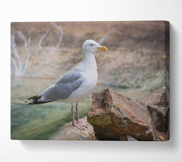 White Seagull On Rock