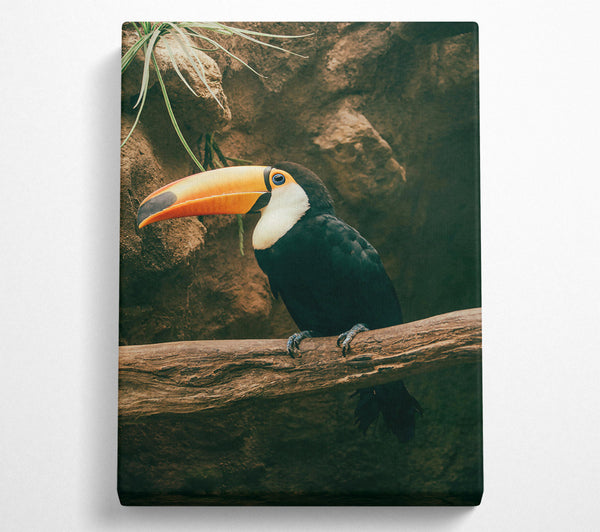 Black Toucan On Branch