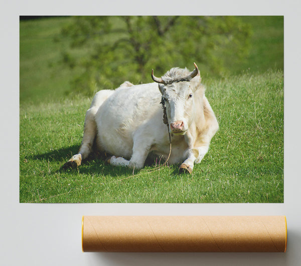 White Cow Resting