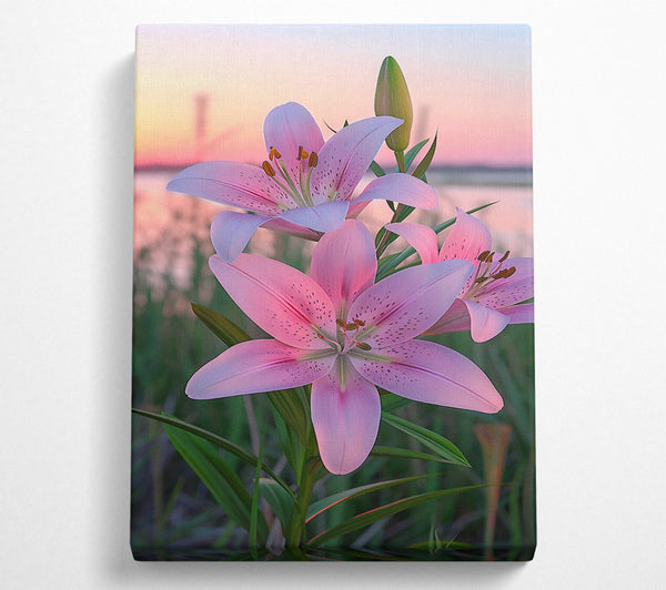 Pale Pink Lilies