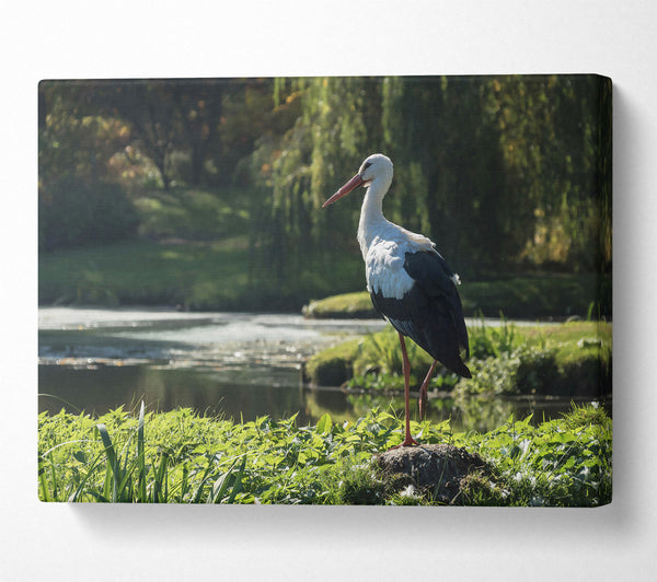 White Stork By The Pond.