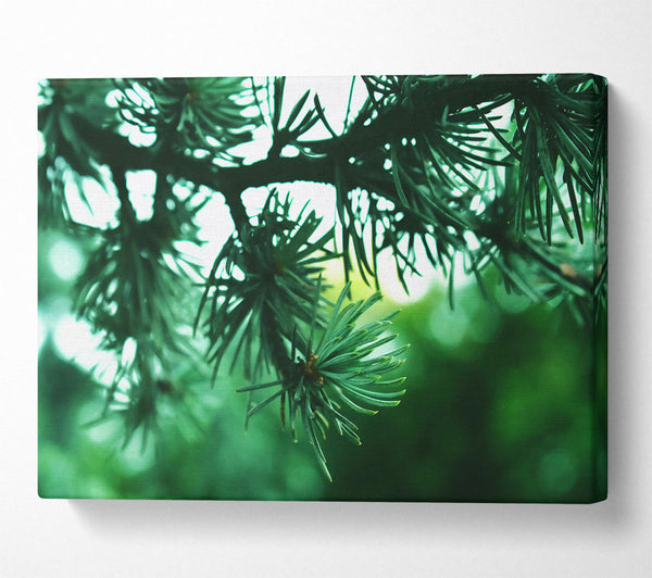 Emerald Pine Branch