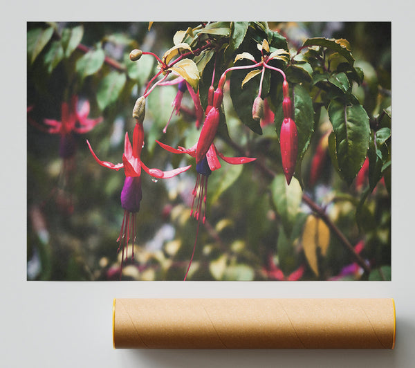 Crimson Fuchsia Bloom