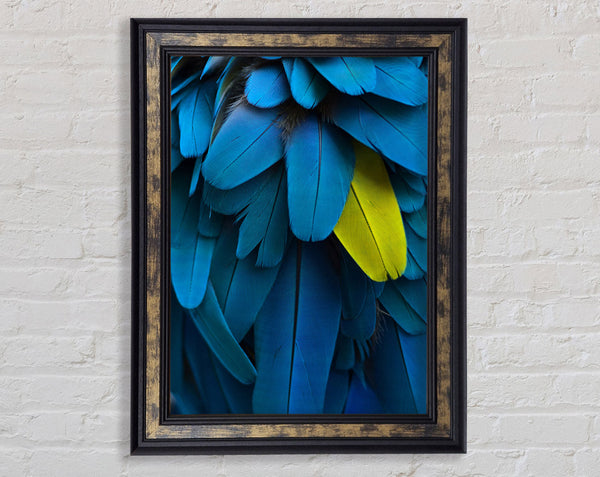 Blue And Yellow Feathers