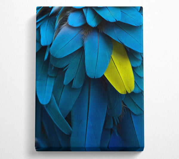 Blue And Yellow Feathers