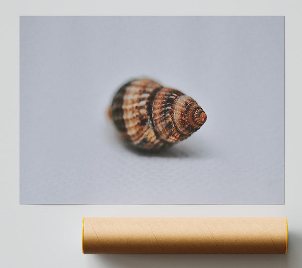 Brown Spiral Shell