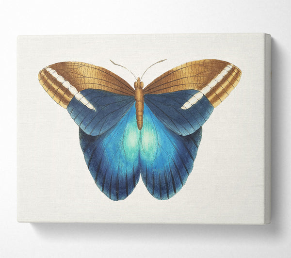 Blue Box Moth