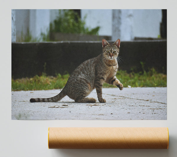 Brown Cat Watchful