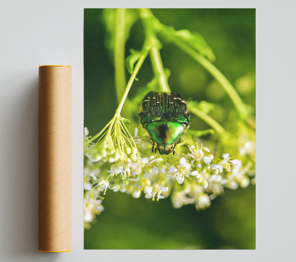 Emerald Beetle Bloom