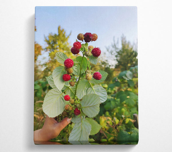 Red Berries On Green Branch