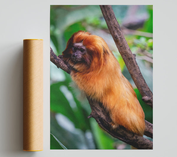 Golden Fur On Branch