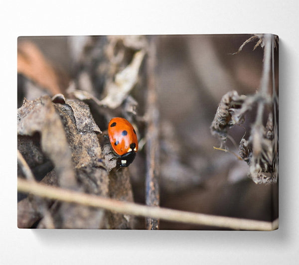 Red Ladybug On Brown Leaves