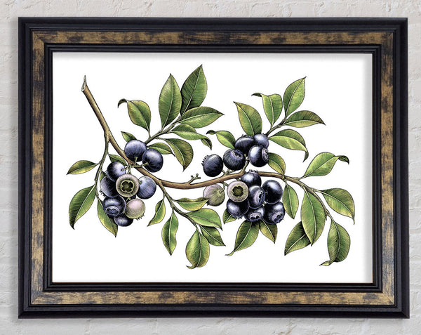 Blueberry Branch