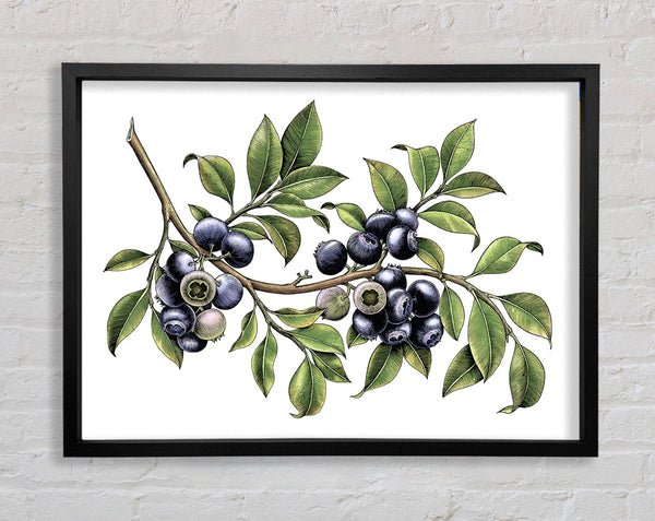 Blueberry Branch