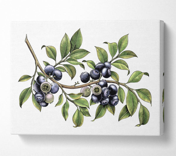 Blueberry Branch