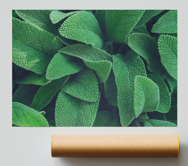 Emerald Green Leaves