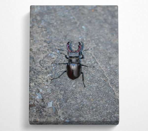 Black Stag Beetle