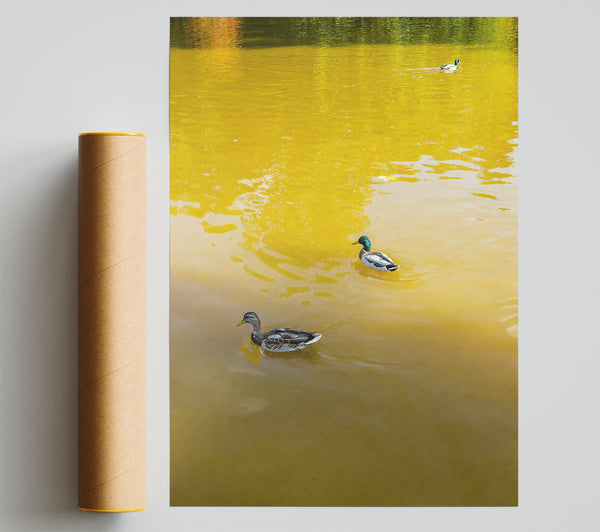 Golden Water Ducks