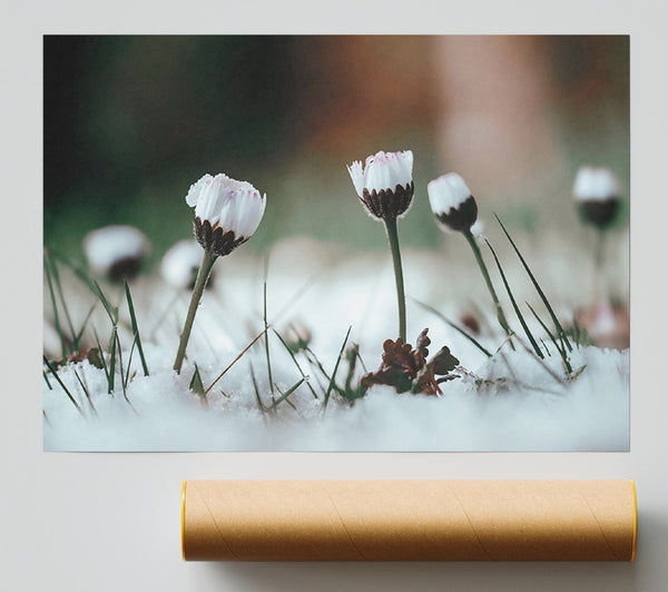 White Blooms In Snow