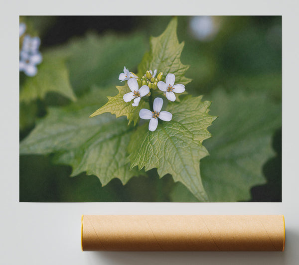 Green And White Blossom