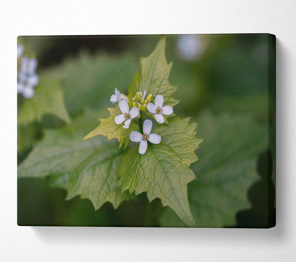 Green And White Blossom