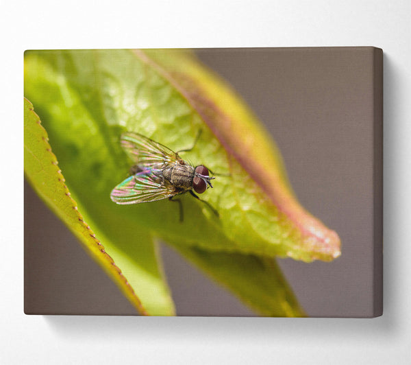 Green Fly Resting