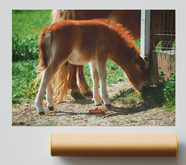 Golden Brown Foal Grazing