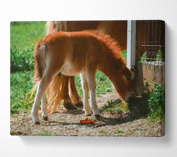 Golden Brown Foal Grazing