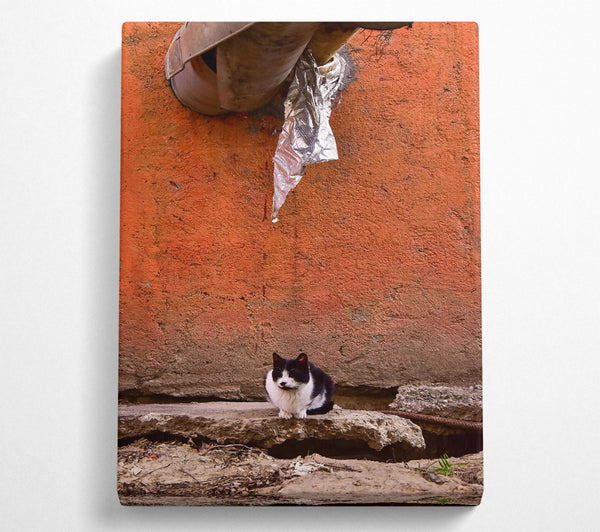 Orange Wall Cat