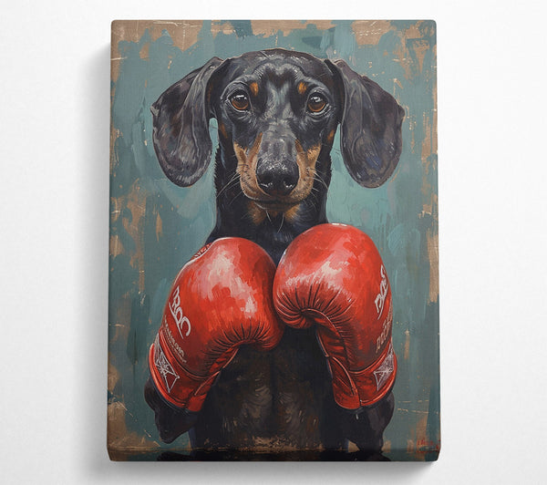 Boxing Dachshund