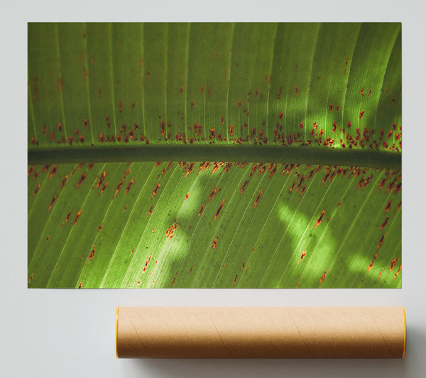 Green Leaf Rust Spots