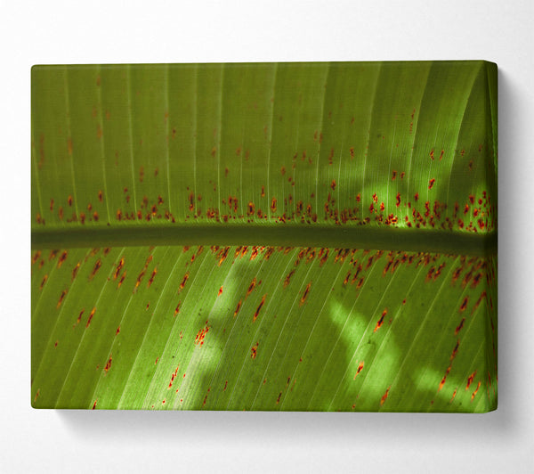 Green Leaf Rust Spots