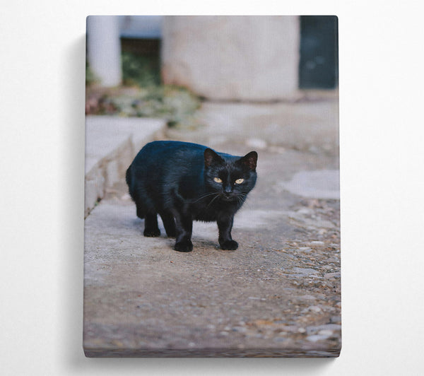 Black Cat On Concrete Path