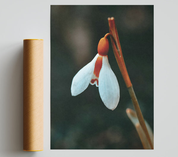 Orange-Tipped Snowdrop Bloom