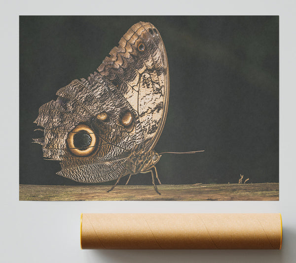 Brown Butterfly Wings