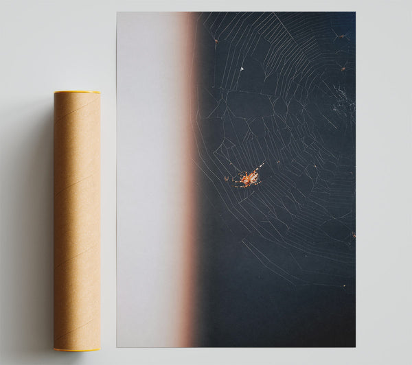 Black Web Weaver