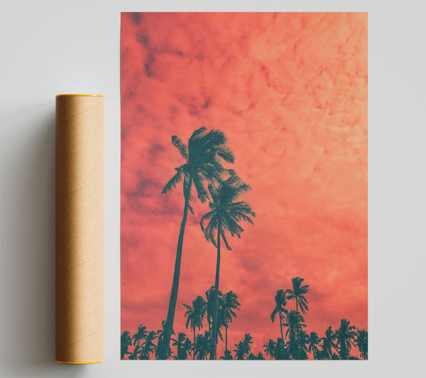 Coral Palm Dreams