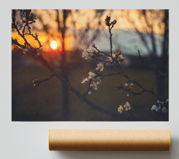 Orange Blossom Sunset