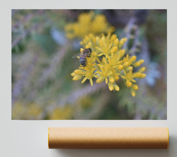 Golden Bee Blooms