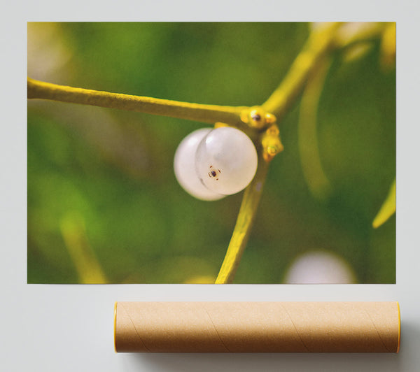 Green Branch Mistletoe