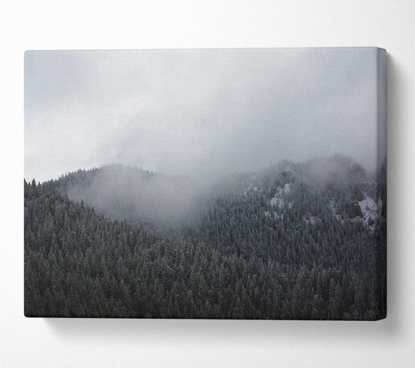 Gray Mist Over Pines