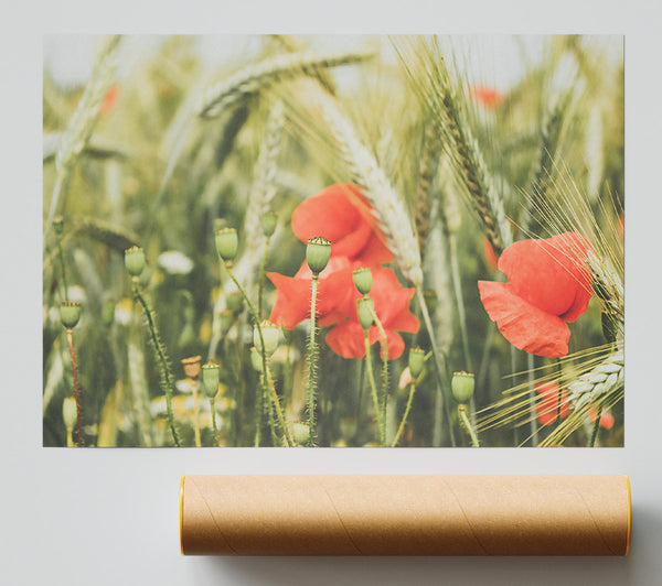 Scarlet Blooms In Wheat