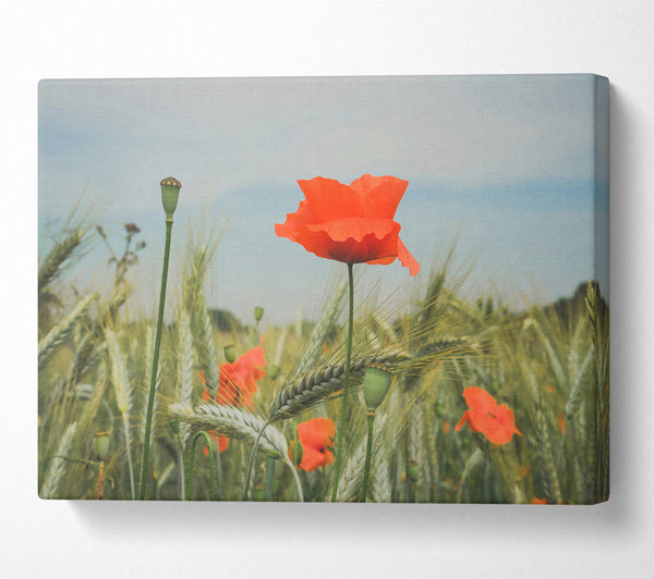 Red Poppy Field