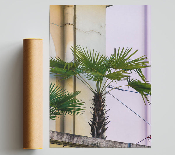 Pale Green Palm Tree