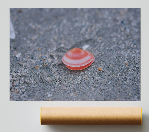 Pink Shell On Sand