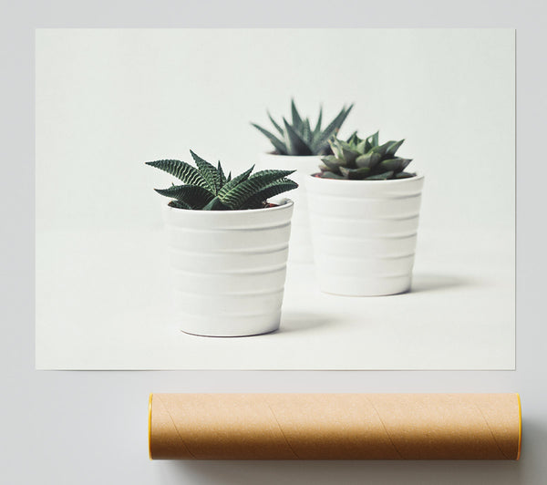 White Pots And Green Life