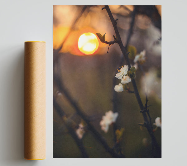 Orange Sunset Blossoms.